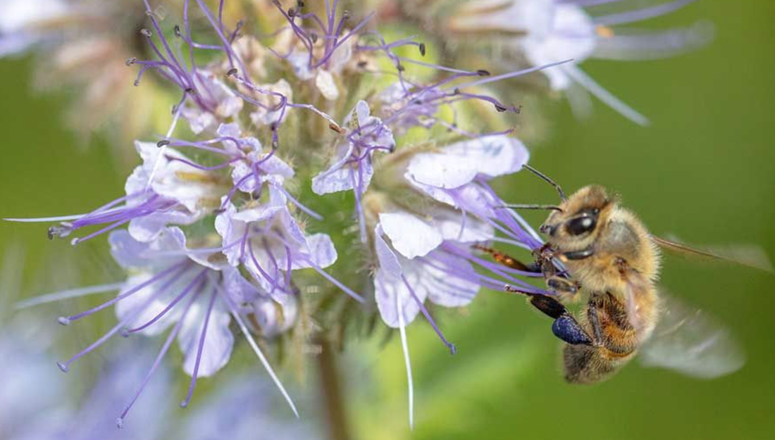 Fake Honey Sales Undermine Bee Pollinations of Flowers