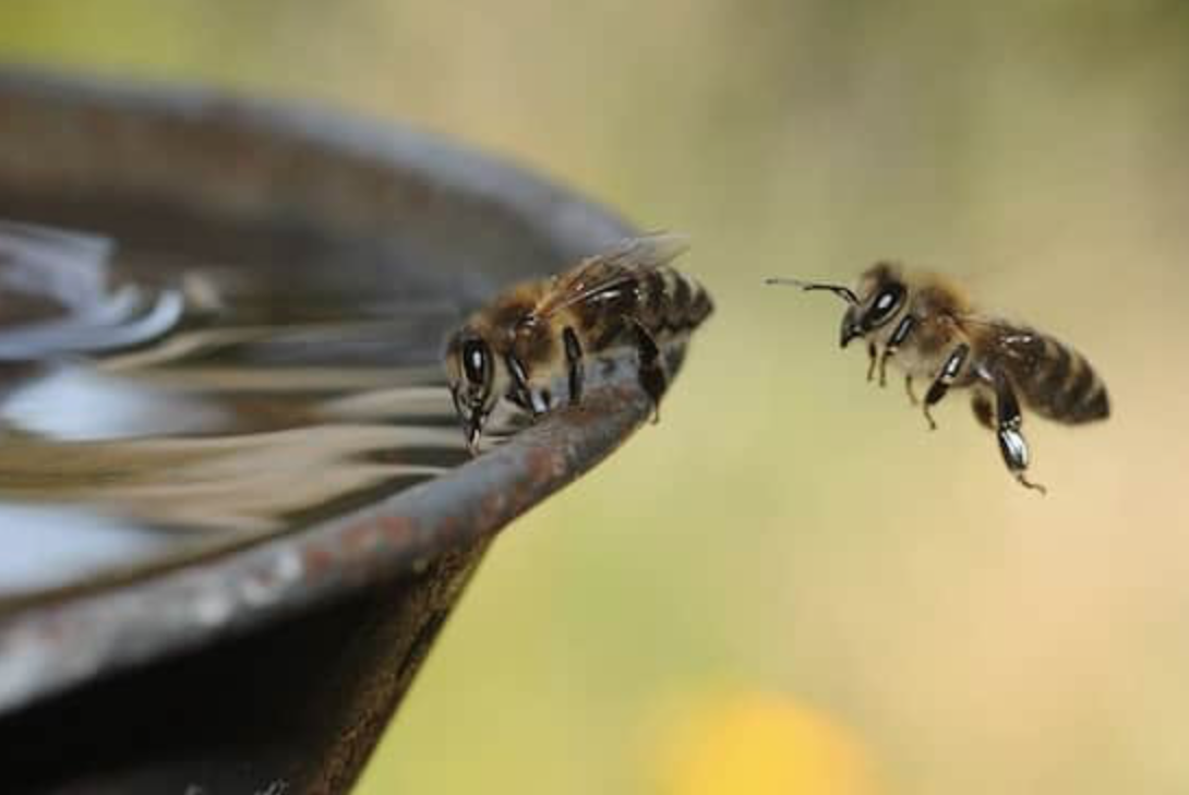 Give water to the bees