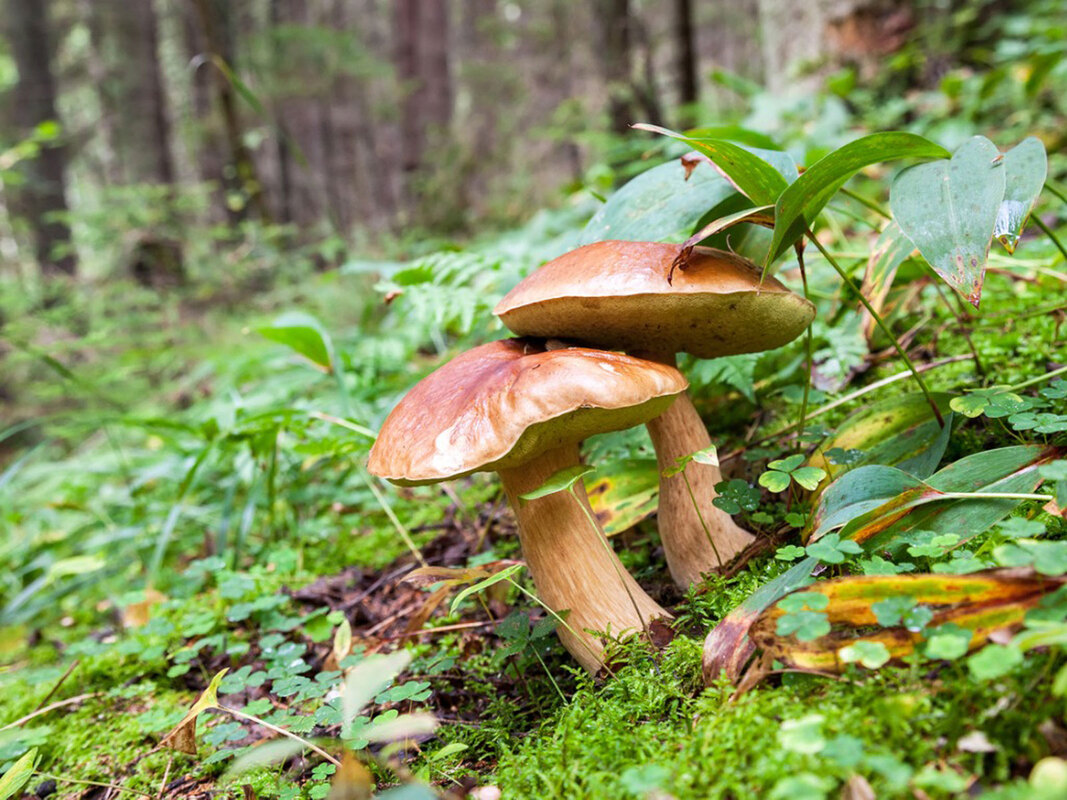 Mushrooms our planet savers